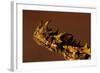 Head of a Thorny Devil-Paul Souders-Framed Photographic Print