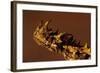Head of a Thorny Devil-Paul Souders-Framed Photographic Print