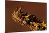 Head of a Thorny Devil-Paul Souders-Mounted Photographic Print