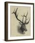 Head of a Wapiti Deer, North America-null-Framed Giclee Print