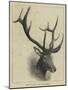 Head of a Wapiti Deer, North America-null-Mounted Giclee Print