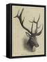 Head of a Wapiti Deer, North America-null-Framed Stretched Canvas