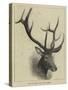 Head of a Wapiti Deer, North America-null-Stretched Canvas