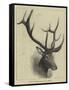 Head of a Wapiti Deer, North America-null-Framed Stretched Canvas