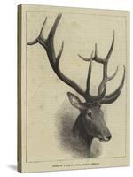 Head of a Wapiti Deer, North America-null-Stretched Canvas