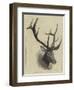 Head of a Wapiti Deer, North America-null-Framed Premium Giclee Print