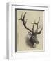 Head of a Wapiti Deer, North America-null-Framed Premium Giclee Print