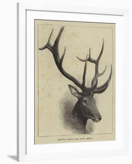 Head of a Wapiti Deer, North America-null-Framed Giclee Print