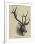 Head of a Wapiti Deer, North America-null-Framed Giclee Print