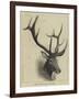 Head of a Wapiti Deer, North America-null-Framed Giclee Print