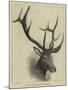Head of a Wapiti Deer, North America-null-Mounted Giclee Print