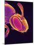 Head of a Wasp-Micro Discovery-Mounted Photographic Print
