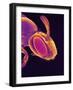 Head of a Wasp-Micro Discovery-Framed Photographic Print