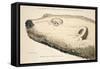 Head of a White Bear, Illustration from 'A Voyage of Discovery...', 1819-Andrew Motz Skene-Framed Stretched Canvas