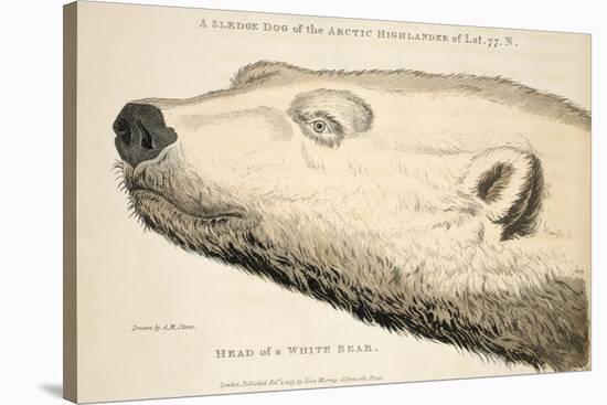 Head of a White Bear, Illustration from 'A Voyage of Discovery...', 1819-Andrew Motz Skene-Stretched Canvas