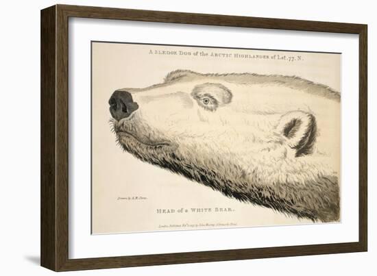 Head of a White Bear, Illustration from 'A Voyage of Discovery...', 1819-Andrew Motz Skene-Framed Giclee Print