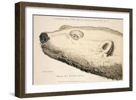 Head of a White Bear, Illustration from 'A Voyage of Discovery...', 1819-Andrew Motz Skene-Framed Giclee Print