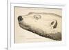 Head of a White Bear, Illustration from 'A Voyage of Discovery...', 1819-Andrew Motz Skene-Framed Giclee Print