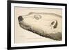 Head of a White Bear, Illustration from 'A Voyage of Discovery...', 1819-Andrew Motz Skene-Framed Giclee Print