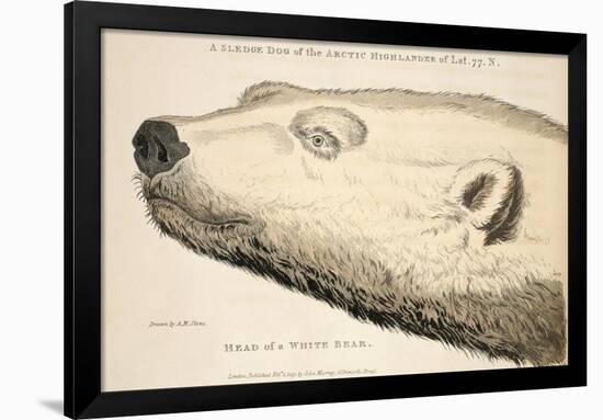 Head of a White Bear, Illustration from 'A Voyage of Discovery...', 1819-Andrew Motz Skene-Framed Giclee Print