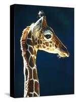 Head of a young giraffe-Herbert Kehrer-Stretched Canvas