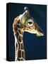 Head of a young giraffe-Herbert Kehrer-Stretched Canvas