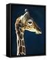 Head of a young giraffe-Herbert Kehrer-Framed Stretched Canvas