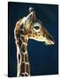 Head of a young giraffe-Herbert Kehrer-Stretched Canvas