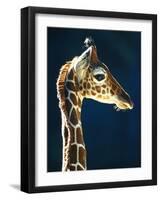 Head of a young giraffe-Herbert Kehrer-Framed Photographic Print