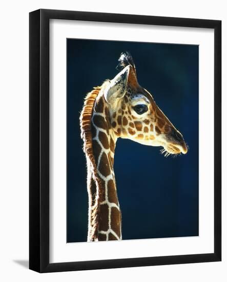 Head of a young giraffe-Herbert Kehrer-Framed Photographic Print