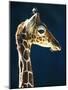 Head of a young giraffe-Herbert Kehrer-Mounted Photographic Print