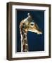 Head of a young giraffe-Herbert Kehrer-Framed Photographic Print