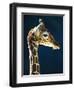 Head of a young giraffe-Herbert Kehrer-Framed Photographic Print