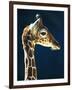 Head of a young giraffe-Herbert Kehrer-Framed Photographic Print