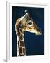 Head of a young giraffe-Herbert Kehrer-Framed Photographic Print