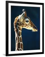 Head of a young giraffe-Herbert Kehrer-Framed Photographic Print