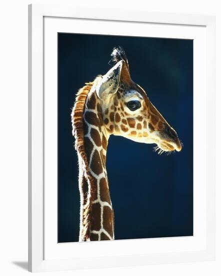 Head of a young giraffe-Herbert Kehrer-Framed Photographic Print