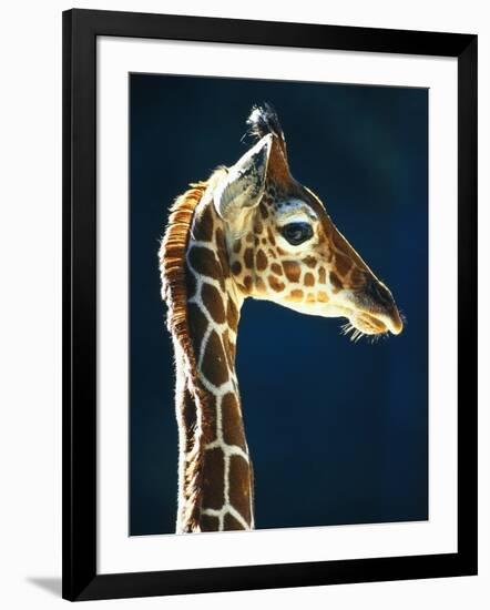 Head of a young giraffe-Herbert Kehrer-Framed Photographic Print
