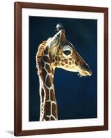 Head of a young giraffe-Herbert Kehrer-Framed Photographic Print