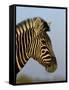 Head of a Zebra, South Africa, Africa-Steve & Ann Toon-Framed Stretched Canvas