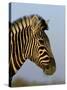 Head of a Zebra, South Africa, Africa-Steve & Ann Toon-Stretched Canvas