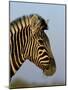 Head of a Zebra, South Africa, Africa-Steve & Ann Toon-Mounted Photographic Print