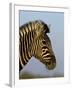 Head of a Zebra, South Africa, Africa-Steve & Ann Toon-Framed Photographic Print