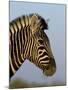 Head of a Zebra, South Africa, Africa-Steve & Ann Toon-Mounted Photographic Print