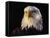 Head of Adult American Bald Eagle-W. Perry Conway-Framed Stretched Canvas