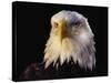 Head of Adult American Bald Eagle-W. Perry Conway-Stretched Canvas