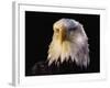 Head of Adult American Bald Eagle-W. Perry Conway-Framed Photographic Print