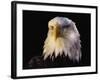 Head of Adult American Bald Eagle-W. Perry Conway-Framed Photographic Print