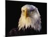 Head of Adult American Bald Eagle-W. Perry Conway-Mounted Photographic Print
