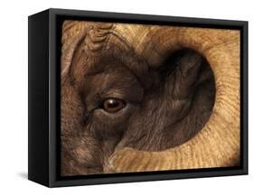 Head of American Bighorn Sheep-Mary Ann McDonald-Framed Stretched Canvas